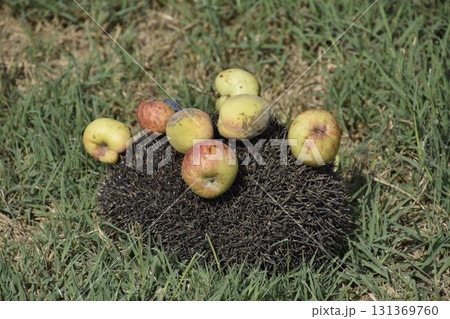 Hedgehog on a green grass. Hedgehog needles pinned on apples, peaches and plums. Hedgehog curled up into a ball Hedgehog on a green grass. Hedgehog needles pinned on apples, peaches and plums. Hedgehog curled up into a ball 131369760