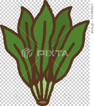 手繪單圖示插圖蔬菜菠菜 手繪單圖示插圖蔬菜菠菜 131369827