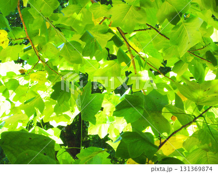 新緑の葉が折り重なって陽射しが当たっている美しい風景 新緑の葉が折り重なって陽射しが当たっている美しい風景 131369874