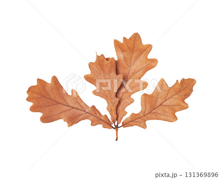 Autumn oak leaves cut out on white background Autumn oak leaves cut out on white background 131369896