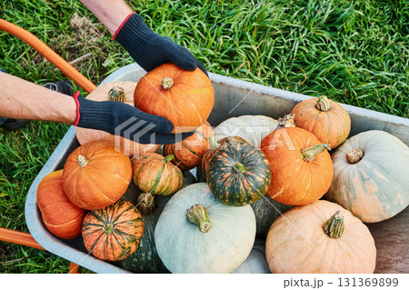 Harvesting fall pumpkins in wheelbarrow with gloved hands on grass Harvesting fall pumpkins in wheelbarrow with gloved hands on grass 131369899