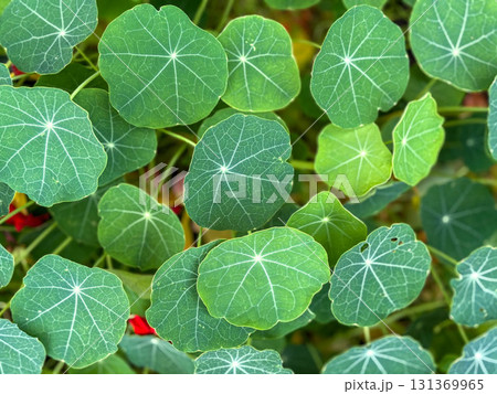 Nasturtium. Round green nasturtium leaves. Natural floral background. 131369965