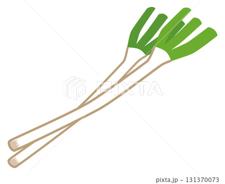 長ネギ　野菜 131370073