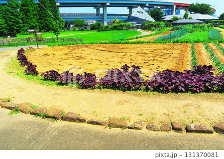 都市農業公園の様々な風景 131370081
