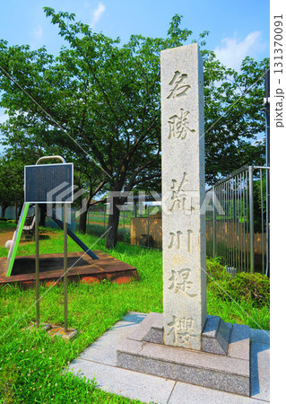 都市農業公園の様々な風景（名勝荒川堤桜） 131370091