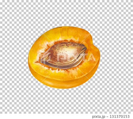 Half an apricot with a stone, hand-drawn. A watercolor illustration of a juicy fruit is isolated on a white background. Gardening. Cooking. Clipart. 131370153
