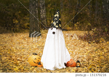 Dog under a white sheet in the form of a ghost in a witch's cap. Halloween photo shoot in an autumn golden forest with pumpkins and a lantern. Dog in a ghost costume Dog under a white sheet in the form of a ghost in a witch's cap. Halloween photo shoot in an autumn golden forest with pumpkins and a lantern. Dog in a ghost costume 131370216