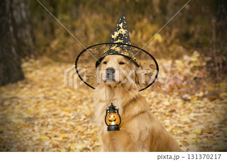 Golden retriever in a witch's hat holds a lantern in his teeth. Halloween photo shoot in the autumn golden forest 131370217