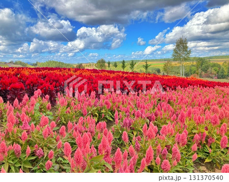 カラフルなケイトウの花畑(9月下旬の北海道美瑛町) 131370540
