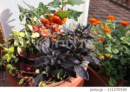 オレンジ色の花の寄せ植え&寄せ鉢 オレンジ色の花の寄せ植え&寄せ鉢 131370589