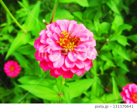 舎人公園（東京都足立区）の野草園に咲くヒャクニチソウの花の風景 131370641