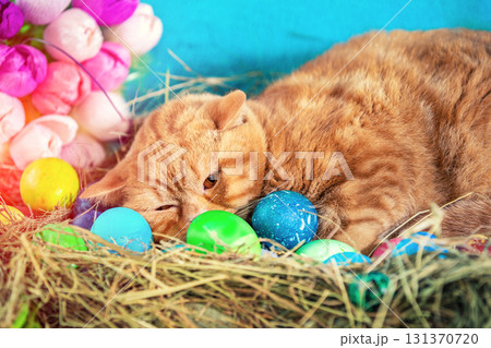 Cute funny ginger british shorthair cat sleeping in the nest with colorful easter eggs and three toys bunnies. Easter composition. 131370720