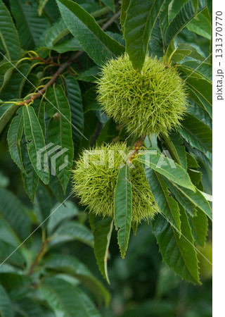 青い栗の実 131370770