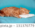Funny red British shorthair cat sleeping in bed on a small pillow 131370779
