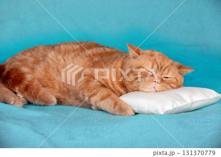 Funny red British shorthair cat sleeping in bed on a small pillow Funny red British shorthair cat sleeping in bed on a small pillow 131370779