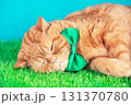 Cute red British shorthair cat in green bow sleeping on green grass 131370780