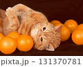Funny playful ginger British shorthair cat lying on back with many orange toy balls 131370781
