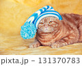 Fashion portrait of a funny ginger British Shorthair cat in clothes. The cat in stripped knitted cap with pompom lying on a yellow soft blanket 131370783