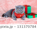 Portrait of a funny Blue British Shorthair cat in clothes. The cat in red sweater lying near green gift box with red ribbon 131370784