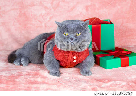 Portrait of a funny Blue British Shorthair cat in clothes. The cat in red sweater lying near green gift box with red ribbon 131370784