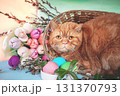 Cute ginger cat lying in a basket near colorful easter eggs 131370793