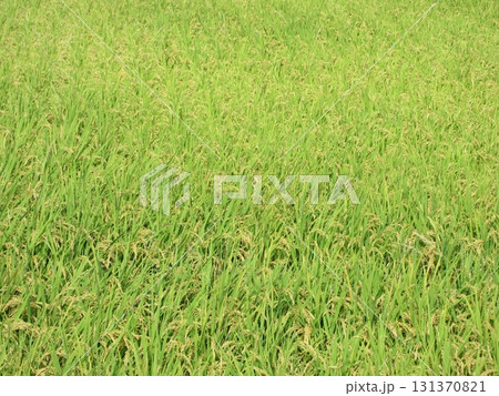 秋の米畑 131370821