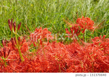 明日香路　田の畔に群生する彼岸花 131370840