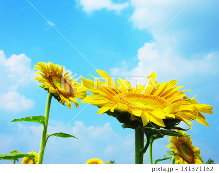 埼玉県さいたま市の見沼田んぼ地域ひまわり迷路畑の満開のひまわりと青空の風景 131371162