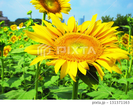 埼玉県さいたま市の見沼田んぼ地域ひまわり迷路畑の満開のひまわりと青空の風景 131371163