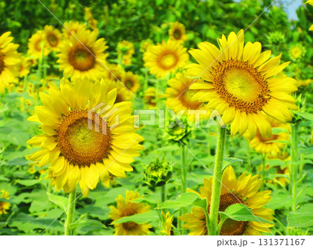 埼玉県さいたま市の見沼田んぼ地域ひまわり迷路畑の満開のひまわりと青空の風景 131371167