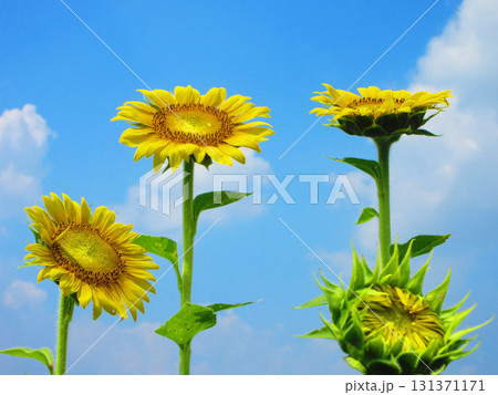 埼玉県さいたま市の見沼田んぼ地域ひまわり迷路畑の満開のひまわりと青空の風景 埼玉県さいたま市の見沼田んぼ地域ひまわり迷路畑の満開のひまわりと青空の風景 131371171