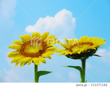 埼玉県さいたま市の見沼田んぼ地域ひまわり迷路畑の満開のひまわりと青空の風景 埼玉県さいたま市の見沼田んぼ地域ひまわり迷路畑の満開のひまわりと青空の風景 131371188