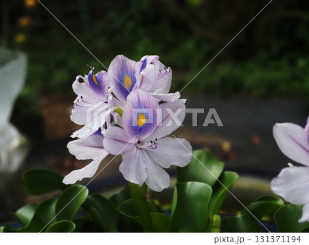 車瀬公園のホテイアオイ(秋の日ざしを浴びた布袋葵の花) 車瀬公園のホテイアオイ(秋の日ざしを浴びた布袋葵の花) 131371194