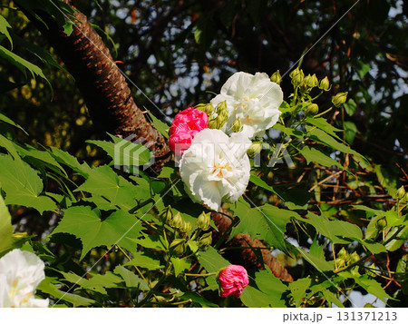 秋の日ざしを浴びた二輪の白いスイフヨウの花と蕾と萎んだ花（午前中の酔芙蓉） 131371213