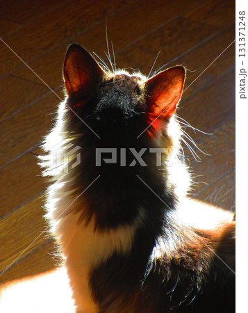 縞三毛猫のかわいらしい姿(後頭部、後ろ姿) 縞三毛猫のかわいらしい姿(後頭部、後ろ姿) 131371248