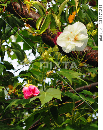 秋の日ざしを浴びた一輪の白いスイフヨウの花と蕾と萎んだ花（午前中の酔芙蓉） 131371251