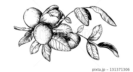 Hand-drawn walnuts. Vector illustration using engraving technique. Ingredient for Nocino nut butter, oil, and liqueur. For packaging design. Line drawing of an ink brush with nuts. Hand-drawn walnuts. Vector illustration using engraving technique. Ingredient for Nocino nut butter, oil, and liqueur. For packaging design. Line drawing of an ink brush with nuts. 131371306