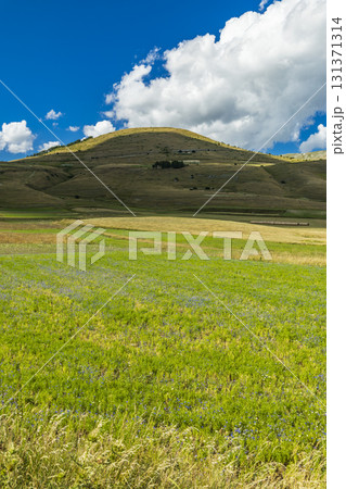 Rolling green fields under dramatic summer clouds Rolling green fields under dramatic summer clouds 131371314