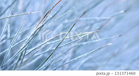 A close-up blades of blue and green grass covered water drops and a delicate layer of white frost, icy texture. A beautiful bokeh-filled background. A close-up blades of blue and green grass covered water drops and a delicate layer of white frost, icy texture. A beautiful bokeh-filled background. 131371460