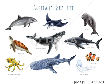 Australia sea life animals watercolor illustration set. Hand drawn iconic Australian underwater mammals, fish and reptile. Sea turtle, dugong, humpback whale, dolphin, manta ray on white background 131371681