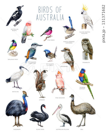 Australia birds illustration set. Australian native avian with names big watercolor painted collection. Hand drawn kookaburra, emu, fairy wren, cassowary lyrebird, frogmouth on white background 131371682