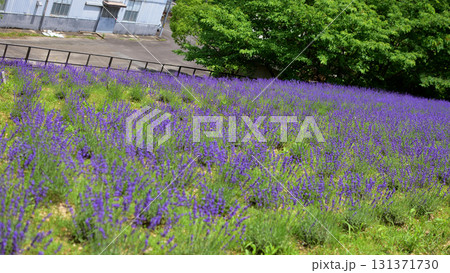 チャイナ・オン・ザ・パークのラベンダー チャイナ・オン・ザ・パークのラベンダー 131371730