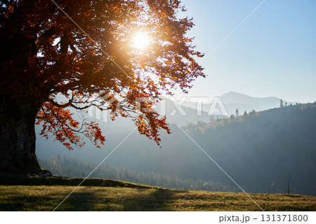 Serene landscape with majestic tree with vibrant red leaves under golden sunlight. Distant mountains and forest, bathed in soft, misty light of early morning, creating tranquil autumn scene. 131371800