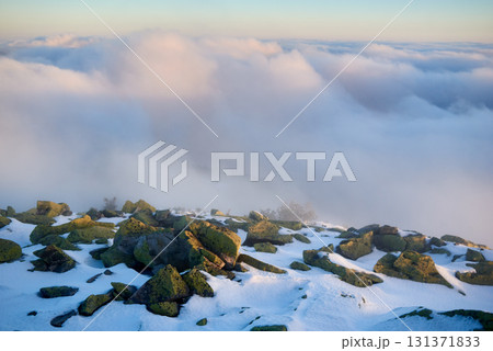Snow-covered mountain slope at dawn, with scattered rocks and small trees adding texture to foreground. Sea of clouds below bathed in soft hues of blue and gold as sunlight gently illuminates scene. 131371833
