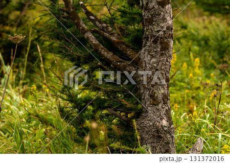 Forest tree trunk with moss and spreading branches 131372016
