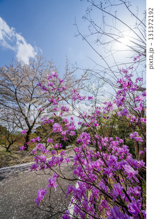 春の日龍峯寺周辺の景色 春の日龍峯寺周辺の景色 131372192