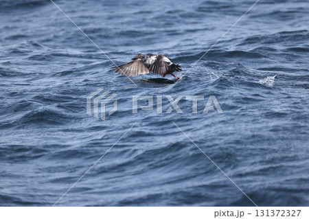 ウミバト ウミバト 131372327