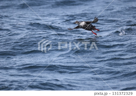 ウミバト ウミバト 131372329