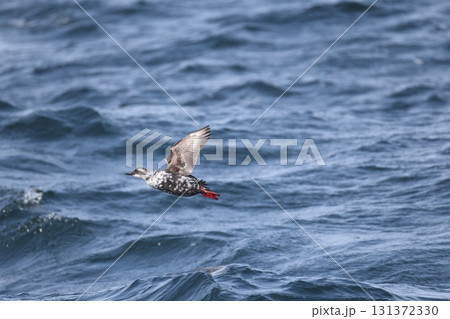 ウミバト 131372330