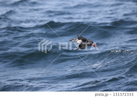 ウミバト ウミバト 131372333